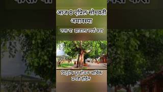 वर्षातील शेवटची अमावस्या या झाडाला स्पर्श करा☝️श्रीस्वामीसमर्थ shorts ytshorts shortvideo viral [upl. by Artened639]