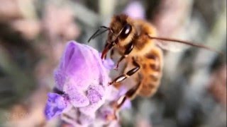 How bees turn nectar into honey [upl. by Goat]