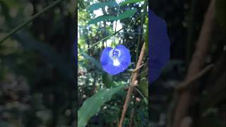 Blue color sangu pushpamClitoria ternateaAsian pigeonwings nature flowers [upl. by Alyac]