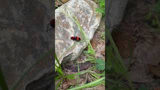 Velvet Ant ❤️🖤❤️ [upl. by Whiting]