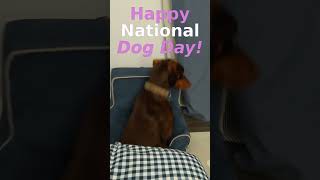 Happy National Dog Day 2024 [upl. by Jerome]