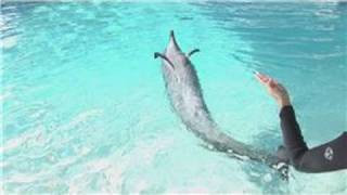 Dolphin Facts  Why Are Dolphins Considered Mammals [upl. by Demetri372]