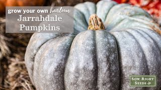 Sow Right Seeds  Jarrahdale Pumpkin [upl. by Garibull]