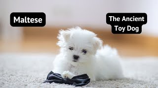 Maltese The Secret Life of the Ancient Toy Dog MUST SEE [upl. by Zitah64]