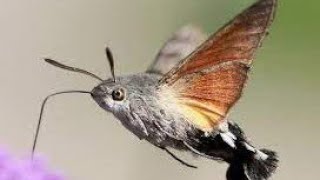 beautiful morning  beautiful nature  hummingbird hawk moth earth  calm your mind [upl. by Levan831]