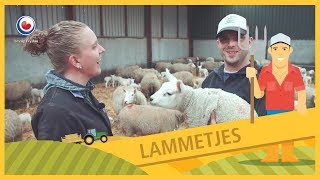 BUORKJE FOAR BEGJINNERS Bij de lammetjes en schapen [upl. by Southard]