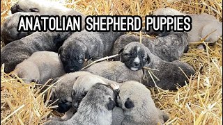 Our 13 Anatolian Shepherd Puppies  Elise Swanson [upl. by Lomaj]