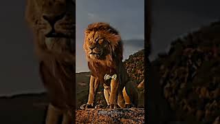 Shere Khan vs Mufasa live action [upl. by Barrett]