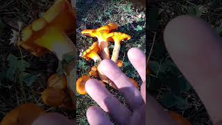 Jack OLantern vs Golden Chanterelle explanation What are the differences [upl. by Ynahteb603]