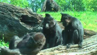 INTERACTION BETWEEN GORILLAS AND MANGABEYS [upl. by Thomson]