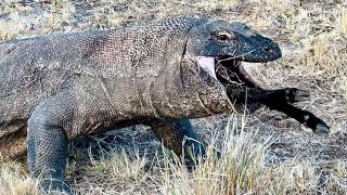 Omg😱Komodo Dragon Almost Vomited Its Prey Back When It Had Difficulty Swallowing a Large Goat [upl. by Iharas123]