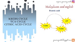 Krebs Cycle  Malayalam  Citric Acid Cycle  Fate Of Pyruvic Acid In Aerobic Respiration [upl. by Risley177]