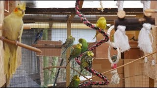 Over 3 Hours of Budgies and Cockatiels Talking Singing and Playing in their Aviary [upl. by Ube296]