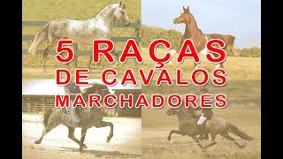 5 RAÇAS DE CAVALOS MARCHADORES MINHAS PREFERIDAS [upl. by Yong90]