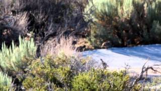 Mountain Quail at water source [upl. by Nylacaj]