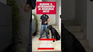 Cuánto cuesta tener un cane corso en México en 2024 [upl. by Jessika752]