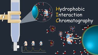 Hydrophobic interaction chromatography  HIC  Application of HIC [upl. by Intisar]