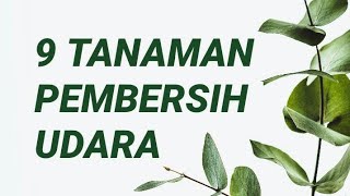 9 TANAMAN HIAS INDOOR PEMBERSIH POLUSI UDARA 2020 UNTUK LAHAN SEMPIT  INDOOR PLANTS FOR SMALL SPACE [upl. by Nosyrb]