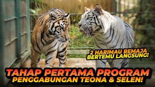 PROGRAM PENGGABUNGAN SELEN DAN TEONA  CAKAR SELEN KALAH TAJAM DENGAN CAKAR TEONA [upl. by Niu]