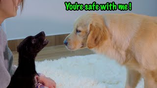 My Golden Retrievers Gentle Approach to a Terrified Rescue Puppy [upl. by Adamik]