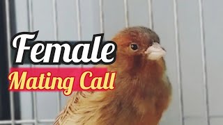 Female Canary calling males  Effective mating call ✓✓ [upl. by Francene]