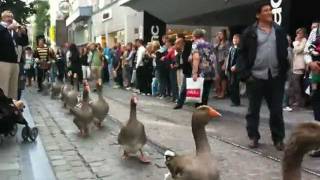 Geese Parade in Belgium [upl. by Svetlana]