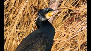 Kormorán velký Great cormorant Aalscholver Cormorán grande Grand Cormoran Kormoran zwyczajny [upl. by Antsirhc]