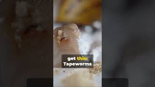 What is a Tapeworm shorts explained science [upl. by Sorac]