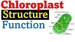 Chloroplast structure and function [upl. by Israeli]