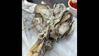 Shucking Oysters amp Savoring the Low Country A Coastal Culinary Journey [upl. by Blondy784]