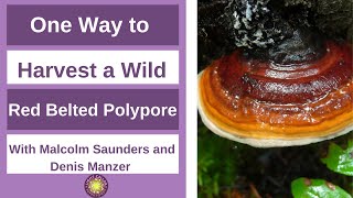 One Way to Harvest a Wild Red Belted Polypore [upl. by Viviana]