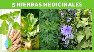 5 PLANTAS MEDICINALES y Para Qué Sirven 🌿✅ Beneficios y Propiedades Medicinales [upl. by Kayla]