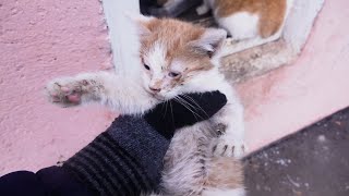 Kitten with mama bunny cat in the basement [upl. by Afaw304]