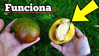 🥭 Como GERMINAR Mango MUCHO más RÁPIDO Cultivar y sembrar hueso o Semillas de mangos en maceta [upl. by Hicks638]