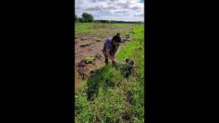 Remove Rain Water at GardenDaus Dej Tom Teb [upl. by Furmark]