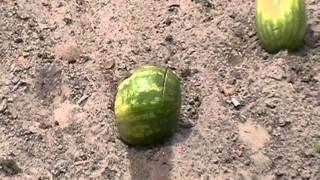 AR15 VS Watermelon 02 [upl. by Jarad]