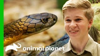 Robert Irwin Helps Wes Wrangle A Deadly King Cobra  Crikey Its The Irwins [upl. by Lleirbag]