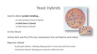 Yeast One Hybrid Made Ridiculously Simple [upl. by Affra540]