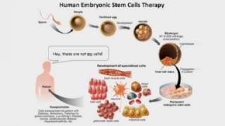 Neanderthal and Denisovan GenomesHuman and Ape Stem Cells [upl. by Caundra]