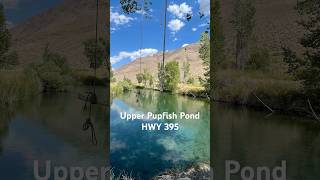 Upper Pupfish Pond Hidden Gem off HWY 395 nature relaxing polipinoadventures [upl. by Magnien]