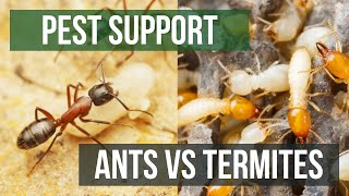 Whats the Difference Between Ants amp Termites  Pest Support [upl. by Issak668]