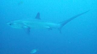 Thresher Shark at Malapascua [upl. by Bradly490]