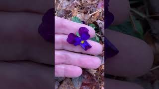 Close up to a pretty purple viola still blooming despite the cold snap [upl. by Ayerim]