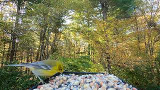 Pine Warbler [upl. by Marquardt846]