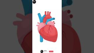 Blood Circulation In Heart bloodcirculatorysystem bloodvessel bloodcirculation heamoglobin [upl. by Armmat]