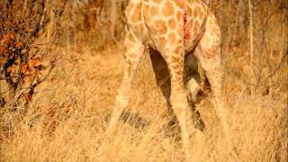 Lioness eating baby giraffe alive Part 1wmv [upl. by Idur]