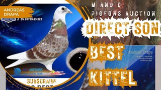 Inbred Grandchlid Of Best Kittel Worlds Best Racing Pigeon Bloodline For Sale In M amp C Auction [upl. by Lubbock]