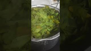 How to prepare biopesticides from Neem at homesimply boil and store the concentrateorganic [upl. by Dareece]