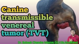 Canine Transmissible venereal tumor  TVT in Dogs Venereal Granuloma VG in Dogs Doctor pets [upl. by Yecnay]