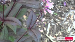 Green and Growing Tip Penstemons [upl. by Aletsirc]